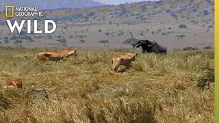 How a Lion Pride Hunts Prey  Cat Attacktics [upl. by Eleik813]