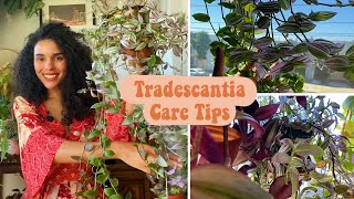 Tradescantia Care Tips Light Water Soil Propagation [upl. by Severn]