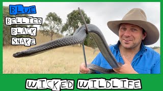 The Spotted Black Snake  Australias Most Venomous Black Snake [upl. by Schenck]