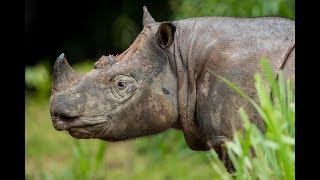 Borneo Wildlife Highlights [upl. by Etnovert]