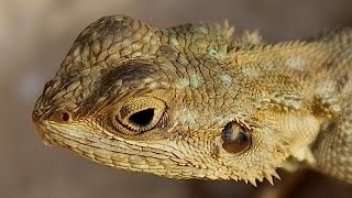 Lizards  Reptile Documentary [upl. by Assyral]