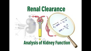 Renal Clearance Analysis of Kidney Function GFR RPF and the Filtered Load [upl. by Sternick]