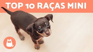 10 RAÇAS DE CACHORROS TOY [upl. by Shum]