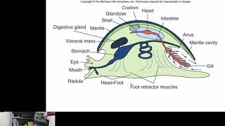 Mollusca Gastropoda [upl. by Eiffe]