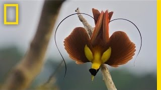 Tim Laman amp Ed Scholes Birds of Paradise  Nat Geo Live [upl. by Marsden666]