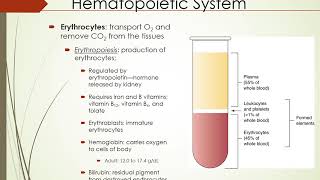 Introduction to Hematopoietic and Lymphatic System [upl. by Naarah965]