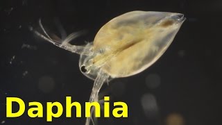 Daphnia [upl. by Ennairb773]