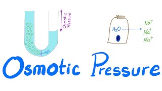 Osmotic Pressure  Osmosis  Colligative property  Physiology Series [upl. by Klingel]