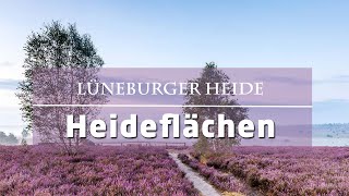 Lüneburger Heide die weiten Heideflächen [upl. by Jerrold]