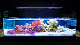 How I Built My Shallow Reef Tank How To Make a Reef Tank [upl. by Rosio226]