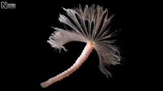 Marine life in Antarctica  Natural History Museum [upl. by Leamiba297]