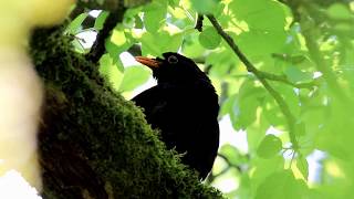 le chant du merle  song of blackbird [upl. by Yhotmit]