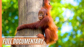 Sabah Malaysian Borneo  Full Documentary [upl. by Sidwohl]