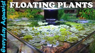 FLOATING PLANTS 6 Reasons You SHOULD ADD Them To Your Aquarium [upl. by Zoller]