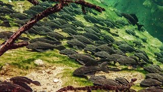 Pleco Invasion  Trouble in Blue Spring State Park [upl. by Anul]