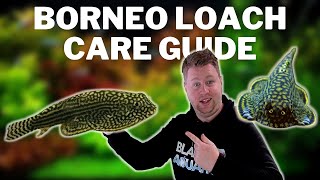 Strange Alien Fish  Borneo Loach Care Guide [upl. by Vanessa697]