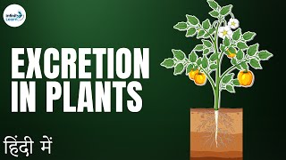 Life Processes  Lesson 18  Excretion in Plants  in Hindi हिंदी में   Infinity Learn [upl. by Adnahsed635]