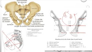 Périnée Anatomie [upl. by Netniuq]