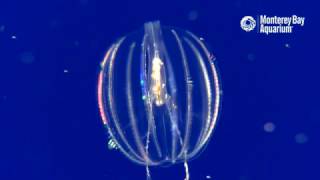 Sea Gooseberry Comb Jellies Feeding [upl. by Cerelly]