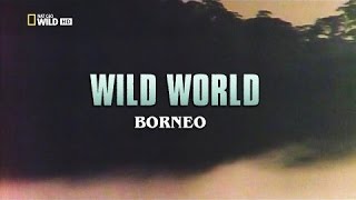 Wild World Borneo HD [upl. by Coffey]