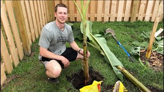 How to Plant a Banana Tree [upl. by Loyce]