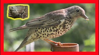 Mistle Thrush Song Mistle Thrush Call Mistle Thrush Sound Zorzal Charlo Canto Turdus Viscivorus [upl. by Annavaj]