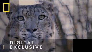 Snow Leopards  101 Facts  National Geographic Wild UK [upl. by Oicaro]