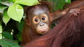 An introduction to the Heart of Borneo [upl. by Subak866]