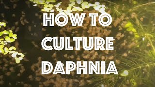 How To Culture Daphnia Magna [upl. by Oag]