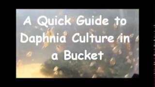 How to culture daphnia outside [upl. by Pamelina]