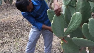 Spineless cactus for fodder summary [upl. by Hadden]