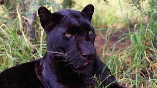 What Sounds Do Black Leopards Make  The Lion Whisperer [upl. by Ieppet]