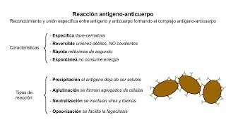 Inmunología 05 Reacción antígenoanticuerpo [upl. by Aniuqal]