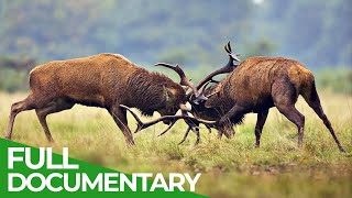 The Lueneburg Heath Manmade Wildlife Paradise  Free Documentary Nature [upl. by Glogau969]