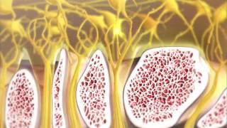 Olfaction and How Smelling Works  Visible Body [upl. by Mcdermott]