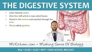 The Digestive System  GCSE Biology 91 [upl. by Noremmac753]