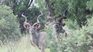 Hunting In South Africa Video This Is What Its Like [upl. by Ethelstan]