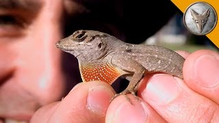 Small Lizard is Super Feisty [upl. by Carola]