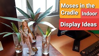 Tradescantia Moses in the Cradle  Indoor Plant in Glass Idea [upl. by Herodias]