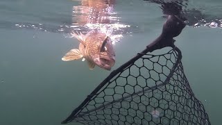 Catching GIANT Walleyes  Boundary Waters Area Ely Minnesota [upl. by Ecilef]