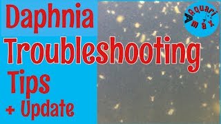 How to a Troubleshoot a Daphnia Culture [upl. by Ailama]