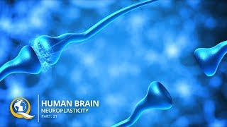 Discover How to Rewire Your Brain with Neuroplasticity [upl. by Nashbar492]