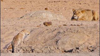 Leopard Walks Right into a Lion [upl. by Sidky]