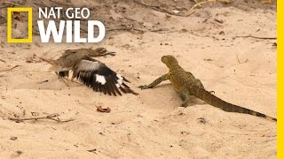 Bird vs Lizard  Real Angry Birds [upl. by Yrellih565]