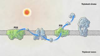 Photosynthesis  HHMI BioInteractive Video [upl. by Iturk]