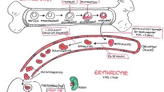 Haematology  Red Blood Cell Life Cycle [upl. by Halsey]