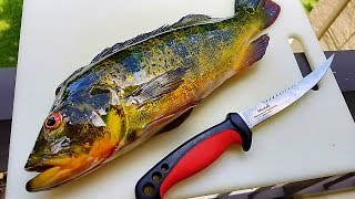 Catch And Cook PEACOCK BASS Do They Taste As good As They Look [upl. by Mendie]