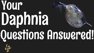 Daphnia Questions Answered [upl. by Tristram]