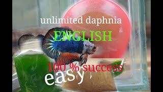 daphnia moina culture Easy way Unlimited production English  with sub Green water Chlorella [upl. by Eenalem]