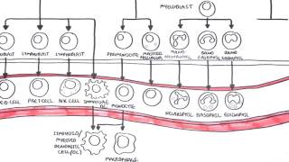 An introduction to Haematopoesis [upl. by Frances46]